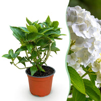 Green boutiQ - Tuinplant - Hydrangea macrophylla Wit - Hortensia - Winterhard - Wit - 1 Plant - Pot 12cm - Hoogte Hoogte 20-30cm