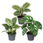3x Baby Plants Surprise Box - Baby Plants Surprise Box - Various colours - Tropical - Ø6cm - ↕5-15cm