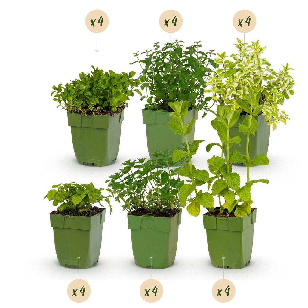 Green boutiQ - Kit de bordure - Herbes à thé - 24 plantes vivaces - 3 m2 - Couleurs variées - Entretien facile - Pot 11 cm