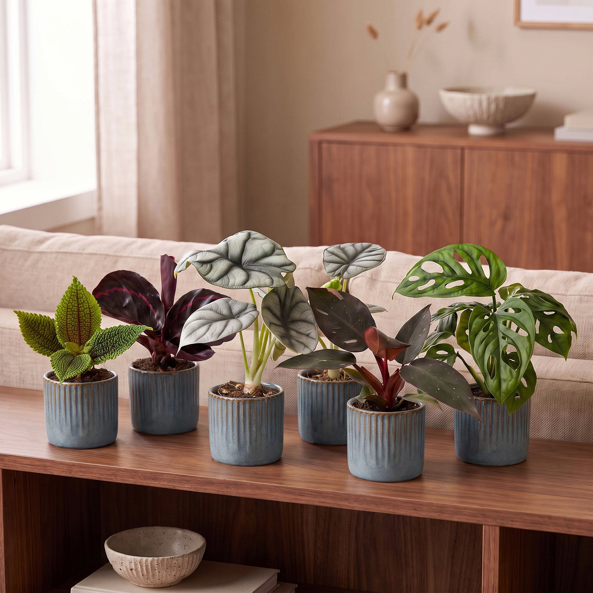 6x Baby Jungle Mix - Various colours - Tropical - incl. Linnea Misty Blue - Ø6cm - ↕10-15cm