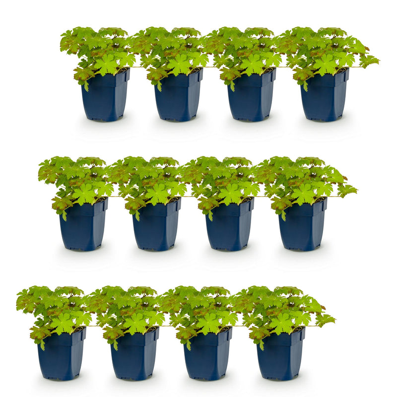 Green boutiQ - Vasteplant - Geranium macrorrhizum - Ooievaarsbek - Bodembedekkend - Roze - 12 Planten - Pot 11cm - Hoogte 15-25cm