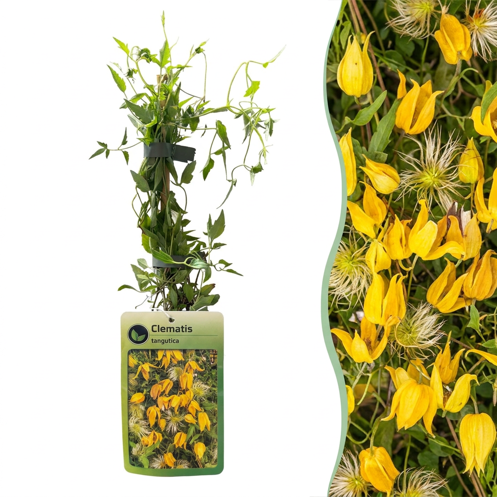 6x Clematis tangutica - Golden clematis - Yellow - Climber - Ø9cm - ↕35cm