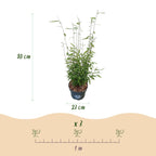 Green boutiQ - Graminées - Fargesia nitida Black Dragon - Bambou non traçant - Persistant - Vert - 1 plante - Pot 23 cm - Hauteur 80 cm