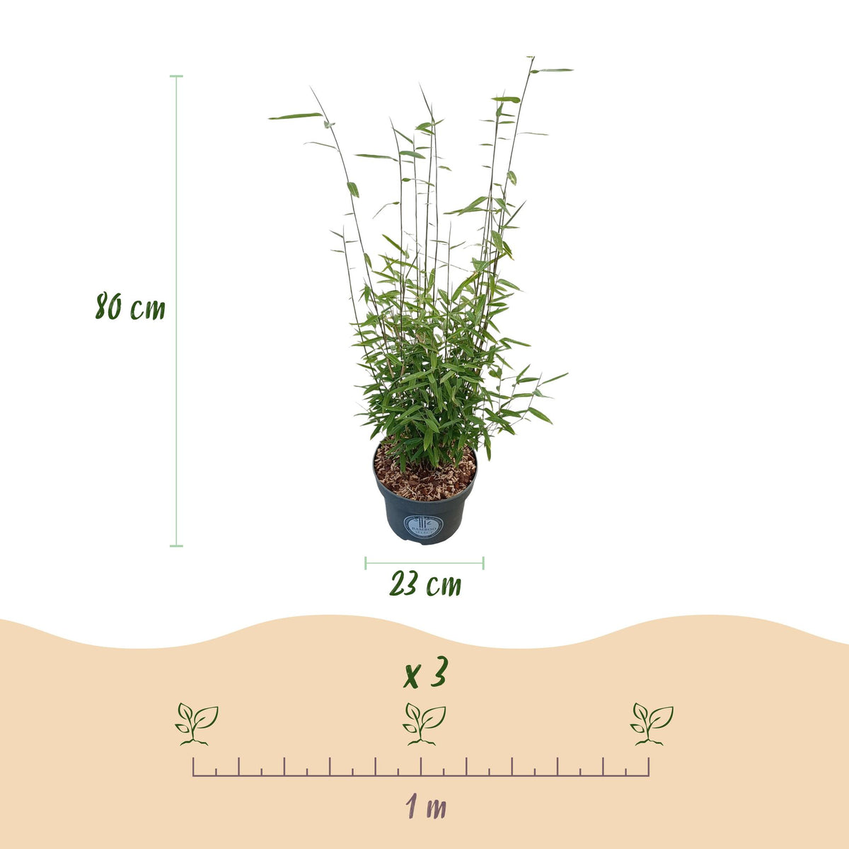 Green boutiQ - Graminées - Fargesia nitida Black Dragon - Bambou non traçant - Persistant - Vert - 1 plante - Pot 23 cm - Hauteur 80 cm
