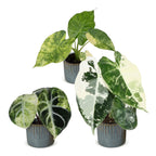 3x Baby Alocasia Tricolour Variegata - Green - Black - Variegata - Tropical - incl. Linnea Misty Blue - Ø6cm - ↕5-15cm