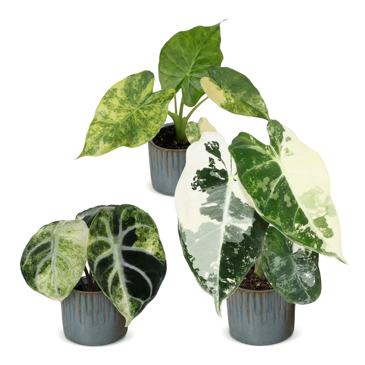 3x Baby Alocasia Tricolour Variegata - Green - Black - Variegata - Tropical - incl. Linnea Misty Blue - Ø6cm - ↕5-15cm