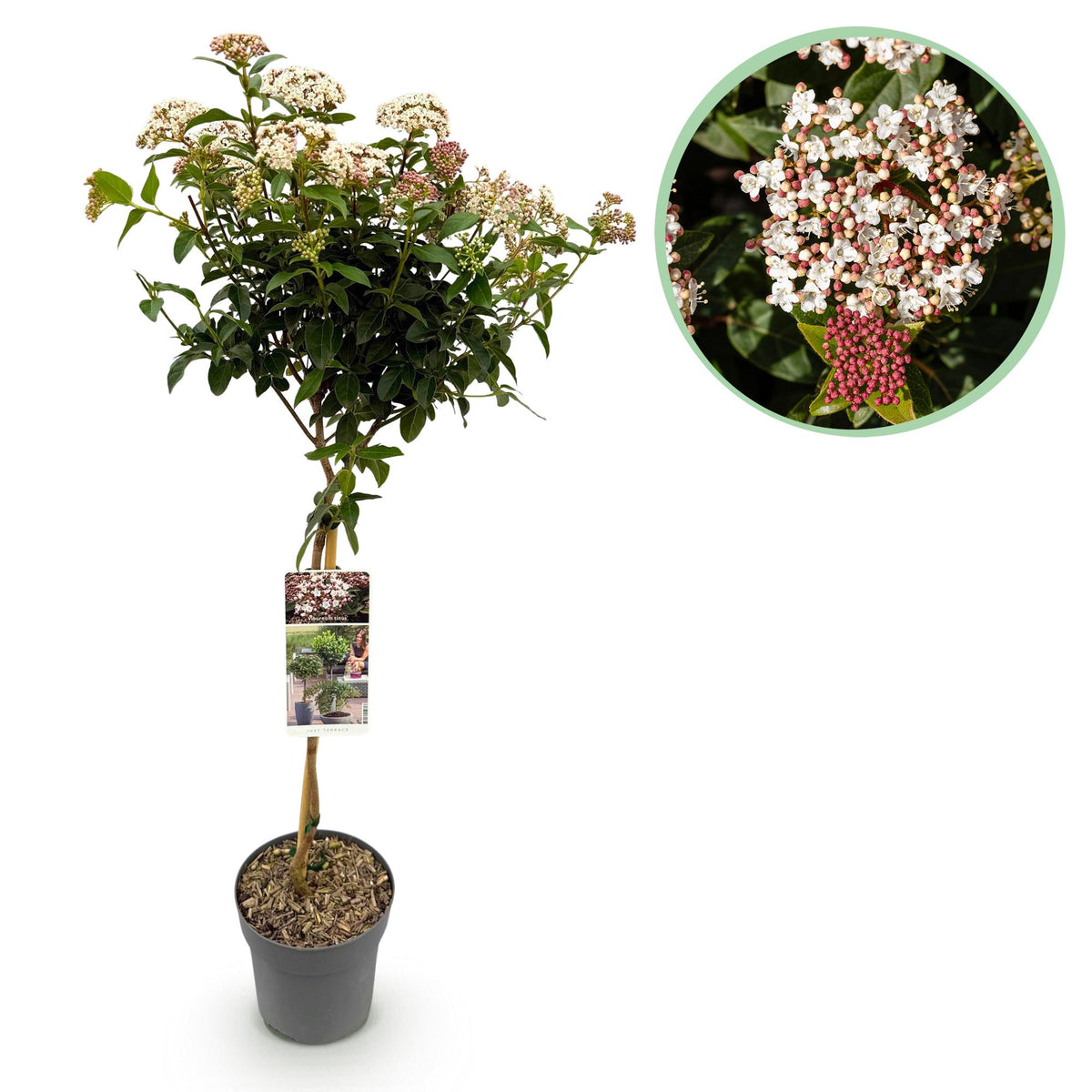 Green boutiQ - Plante sur tige - Viburnum tinus - Plante de terrasse - Persistant - Rustique - Fleur blanc-rose - Pot 19cm Hauteur 90cm
