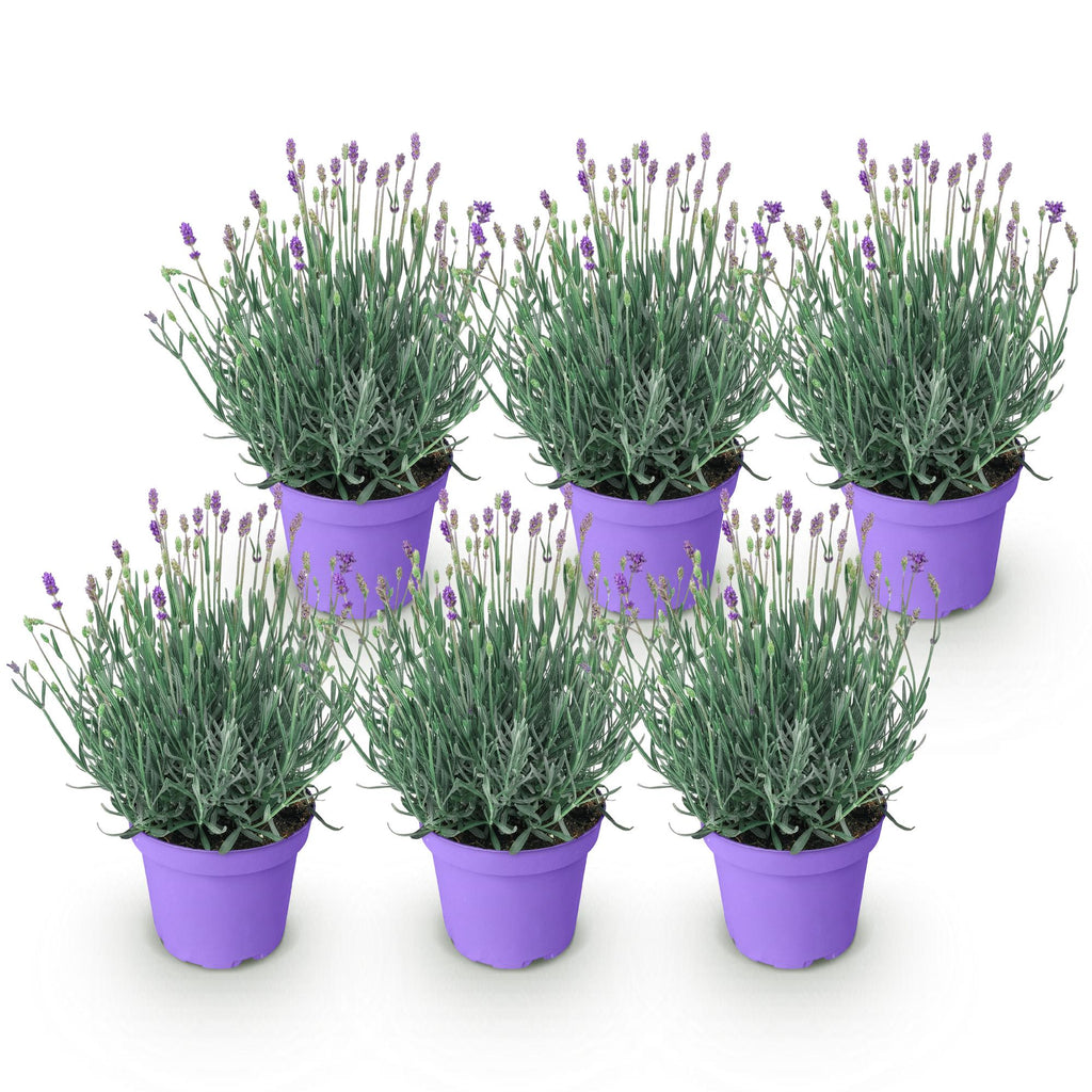 Green boutiQ - Plante de jardin - Lavandula angustifolia Munstead - Lavande - Rustique - Violet - 6 plantes - Pot 12 cm - Hauteur 15-25 cm
