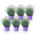 Green boutiQ - Plante de jardin - Lavandula angustifolia Munstead - Lavande - Rustique - Violet - 6 plantes - Pot 12 cm - Hauteur 15-25 cm