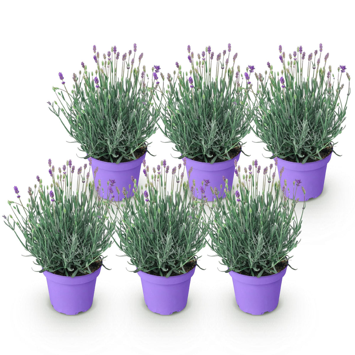 Green boutiQ - Plante de jardin - Lavandula angustifolia Munstead - Lavande - Rustique - Violet - 6 plantes - Pot 12 cm - Hauteur 15-25 cm