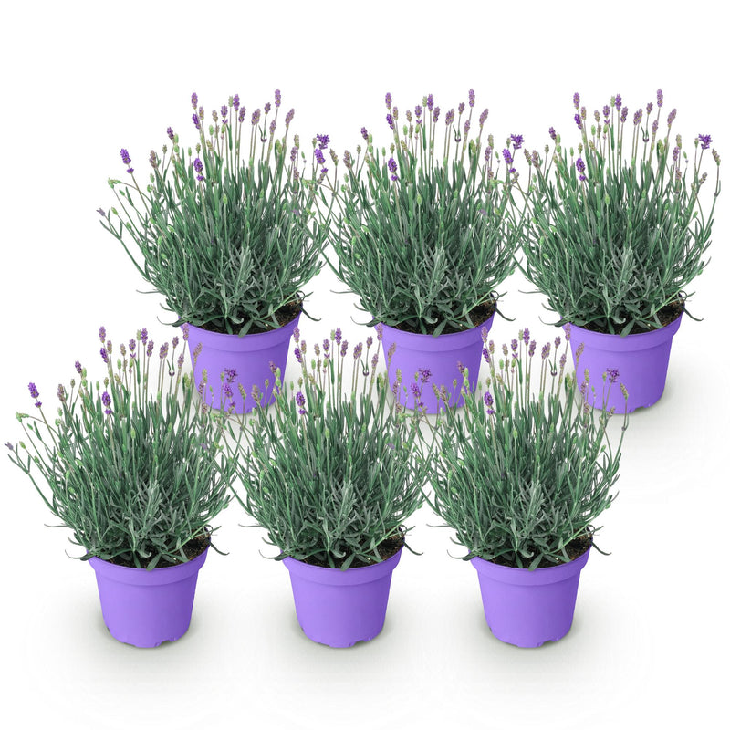 Green boutiQ - Tuinplant - Lavandula angustifolia Munstead - Lavendel - Winterhard - Paars - 6 Planten - Pot 12cm - Hoogte 15-25cm