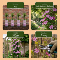 Clematis Hagley Hybrid - Bosrank Hagley Hybrid - Roze - Klimplant - Ø9cm - ↕35cm
