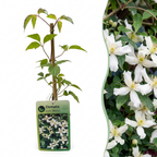 2x Clematis mont. 'Wilsonii' - Clématite de Wilson - Blanc - Grimpante - Ø9cm - ↕35cm