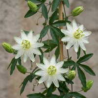 6x Passiflora ca. 'Constance Elliott' - Constance Elliott passionflower - White - Climber - Ø9cm - ↕35cm