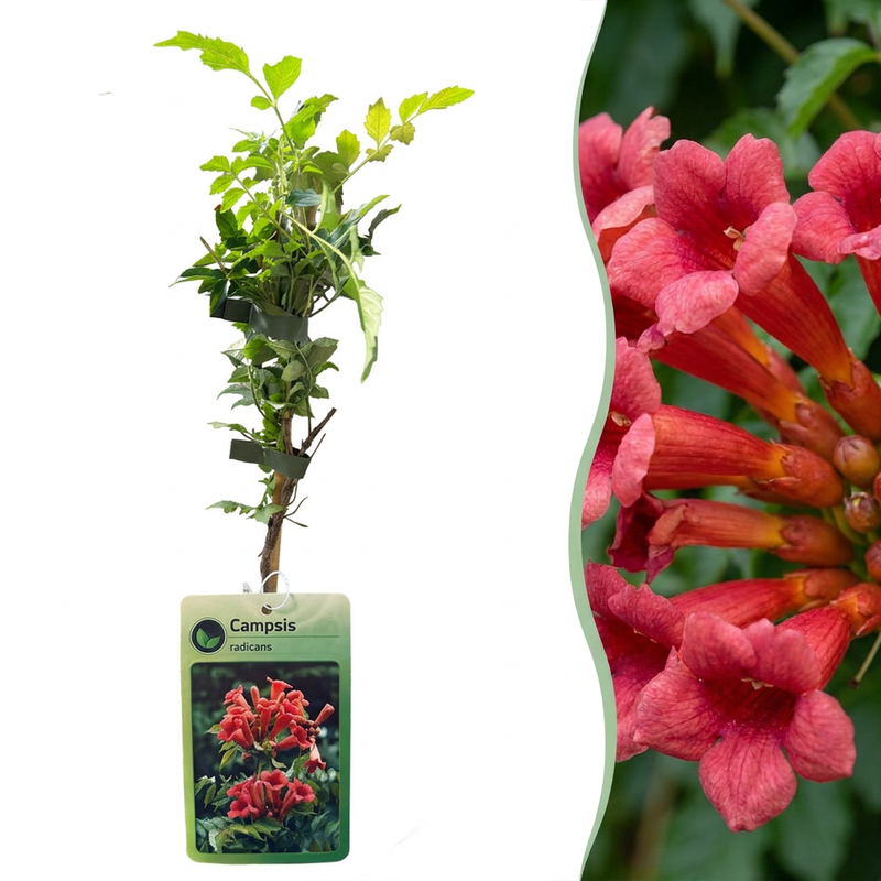 Campsis radicans - Trompetenblume - Orange - Rot - Kletterpflanze - Ø9cm - ↕35cm