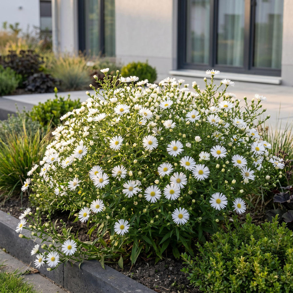 Green boutiQ - Stauden - Aster (D) Schneekissen - Strand-Aster - Bienen- und Schmetterlingsmagnet - Weiß - 3 Pflanzen - Topf 11cm - Höhe 15-25cm
