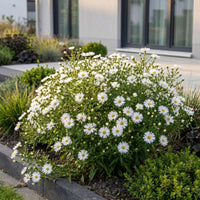 Green boutiQ - Vasteplant - Aster (D) Schneekissen - Zeeaster - Bijen en Vlinderlokkers - Wit - 3 Planten - Pot 11cm - Hoogte 15-25cm