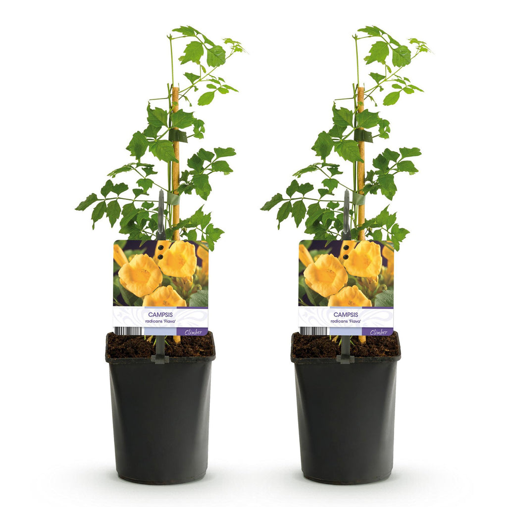 Green boutiQ - Bignone - Campsis radicans Flave - Fleur jaune - Peu d'entretien - 2 plantes - Pot 11cm Hauteur 40cm