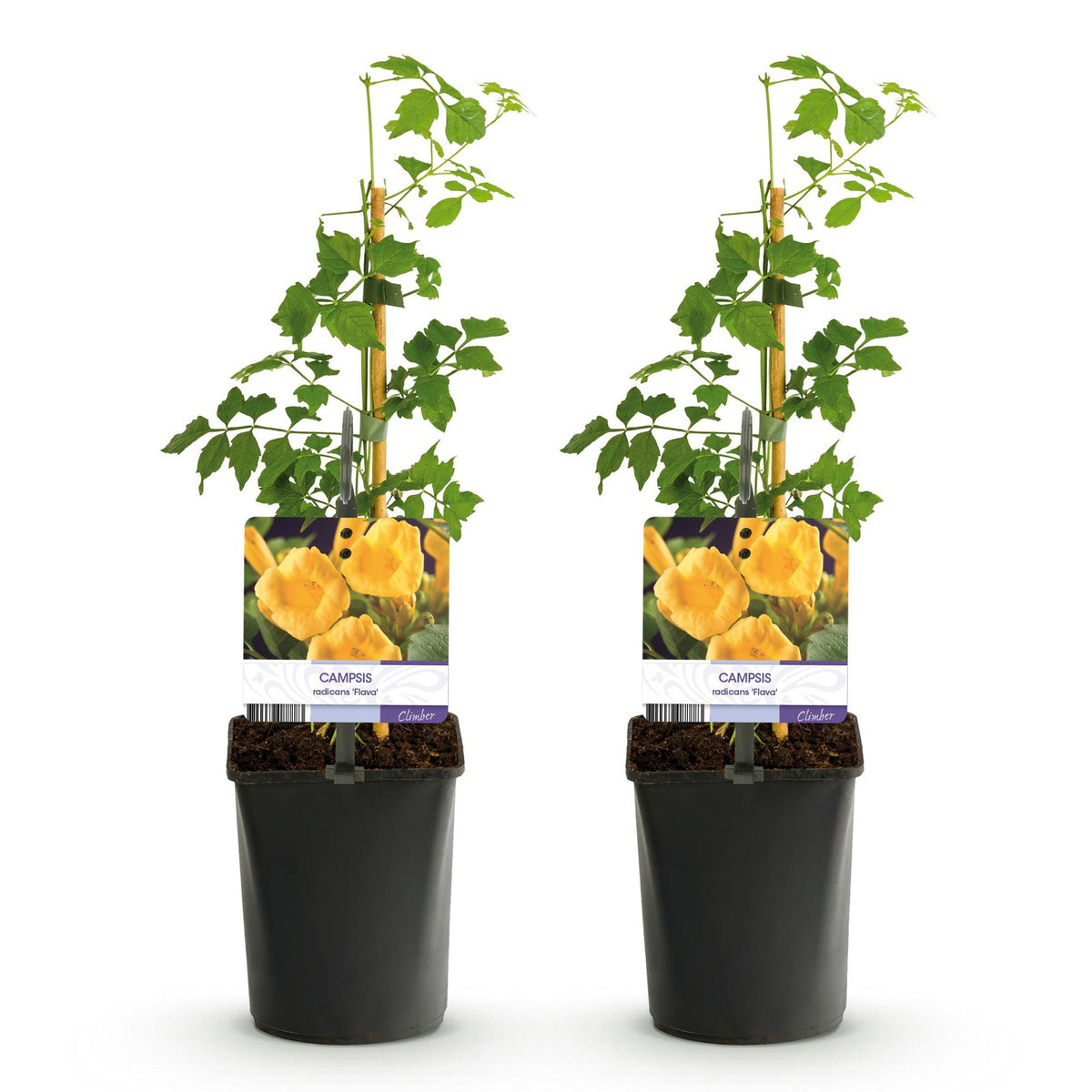 Green boutiQ - Trompetbloem - Campsis radicans Flave - Bloem Geel - Weinig onderhoud - 2 planten - Pot 11cm Hoogte 40cm