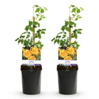 Green boutiQ - Bignone - Campsis radicans Flave - Fleur jaune - Peu d'entretien - 2 plantes - Pot 11cm Hauteur 40cm