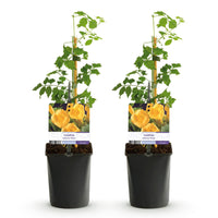 Green boutiQ - Trompetbloem - Campsis radicans Flave - Bloem Geel - Weinig onderhoud - 2 planten - Pot 11cm Hoogte 40cm