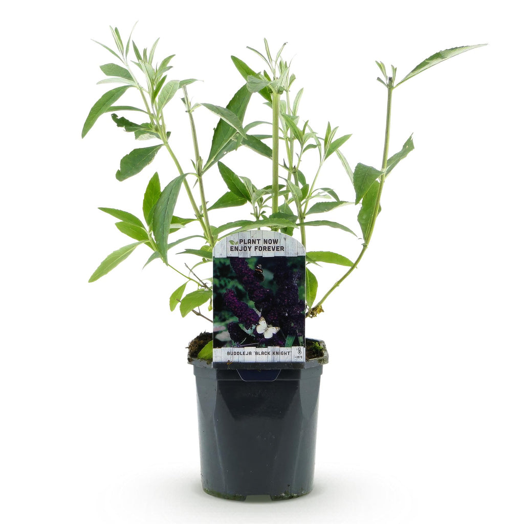 Green boutiQ - Plante de jardin - Buddleja davidii Black Night - Arbre aux papillons - Rustique - Violet - 1 Plante - Pot 17cm - Hauteur 45cm