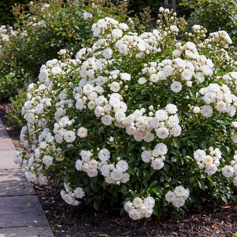 Green boutiQ - Tuin Roos - Rosa White Fairy - Roos - Winterhard - Wit - 3 Planten - Pot 12cm - Hoogte Hoogte 20-25cm