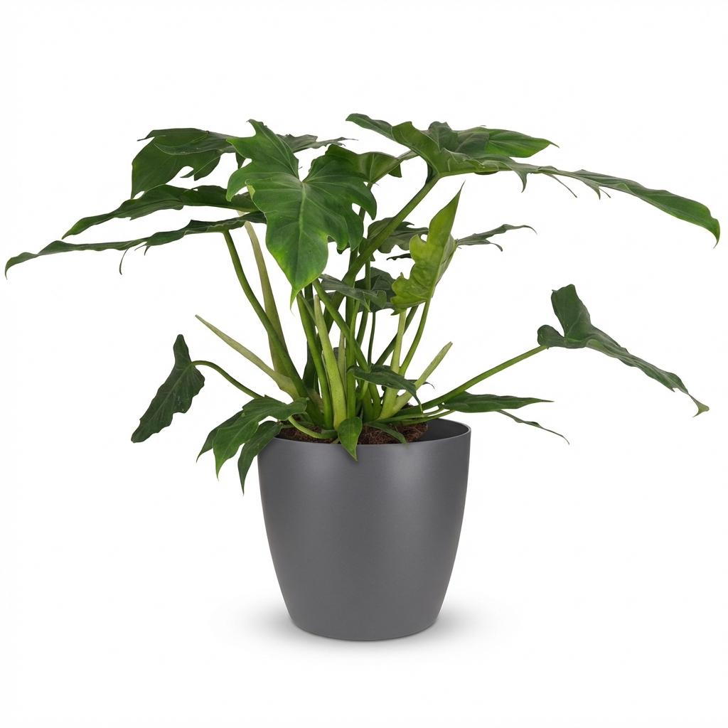 Green boutiQ - Plante d'intérieur - Philodendron - Philodendron Lacerum - Vert - Peu d'entretien - 1 plante - avec pot gris - Pot 19cm - Hauteur 65cm