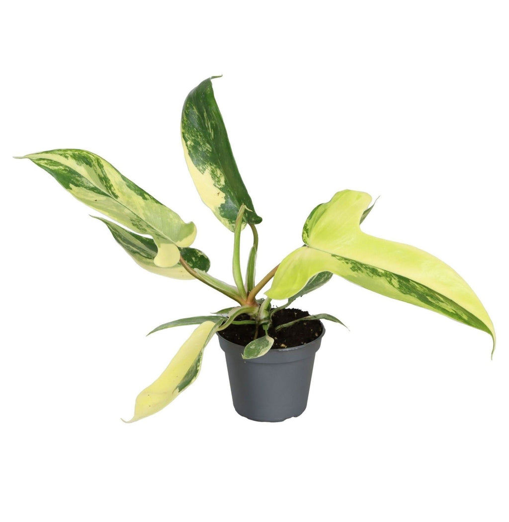 Philodendron Florida Beauty - Philodendron Florida Beauty - Green - Yellow - Tropical - Ø6cm - ↕13cm