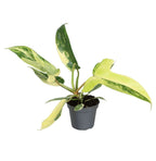 Philodendron Florida Beauty - Philodendron Florida Beauty - Green - Yellow - Tropical - Ø6cm - ↕13cm