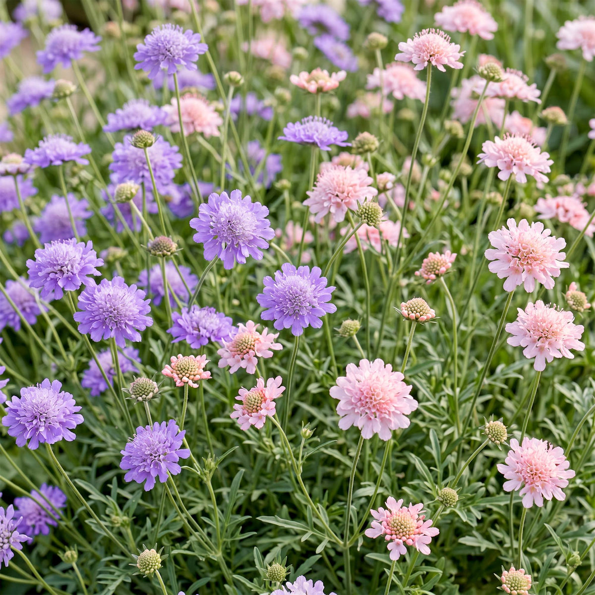 Green boutiQ - Stauden - Skabiosen-Duo - Tauben-Skabiose - Bienen- und Schmetterlingsmagnet - Violett - Rosa - 12 Pflanzen - Topf 11 cm - Höhe 15-25 cm