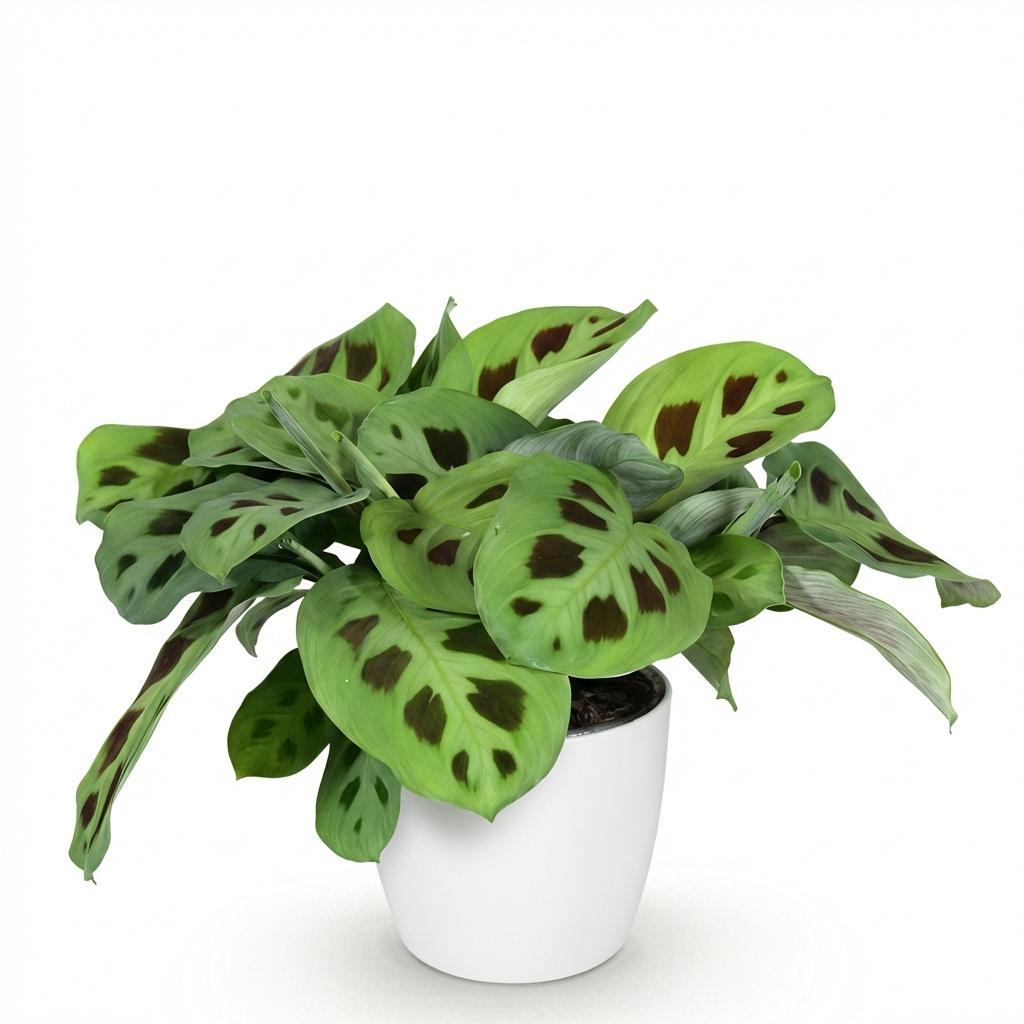 Green boutiQ - Zimmerpflanze - Maranta Fascinator Kerchoveana - Zebra-Pfeilwurz - Haustierfreundliche Pflanze - Grün - 1 Pflanze - mit weißem Übertopf - Topf 12 cm - Höhe 25 cm