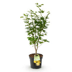 Green boutiQ - Plante de jardin - Acer palmatum Jordan - Érable du Japon - Caduc - Jaune - 1 - Pot 26cm - Hauteur 90cm