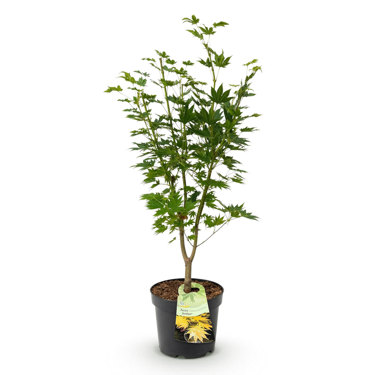 Green boutiQ - Plante de jardin - Acer palmatum Jordan - Érable du Japon - Caduc - Jaune - 1 - Pot 26cm - Hauteur 90cm