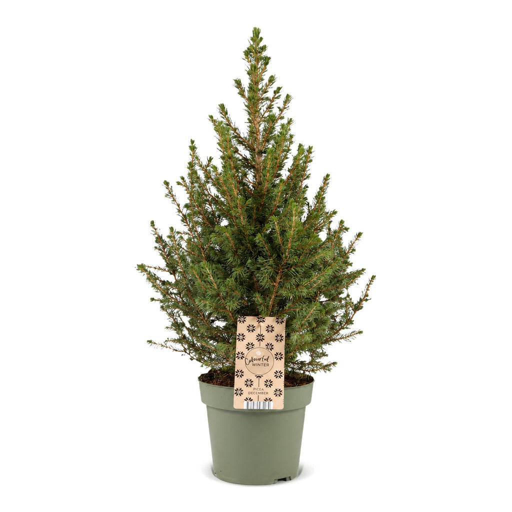 Picea glauca Conica - Dwarf Alberta Spruce - Green - Christmas tree - Ø17cm - ↕65cm