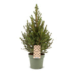 Picea glauca Conica - Dwarf Alberta Spruce - Green - Christmas tree - Ø17cm - ↕65cm