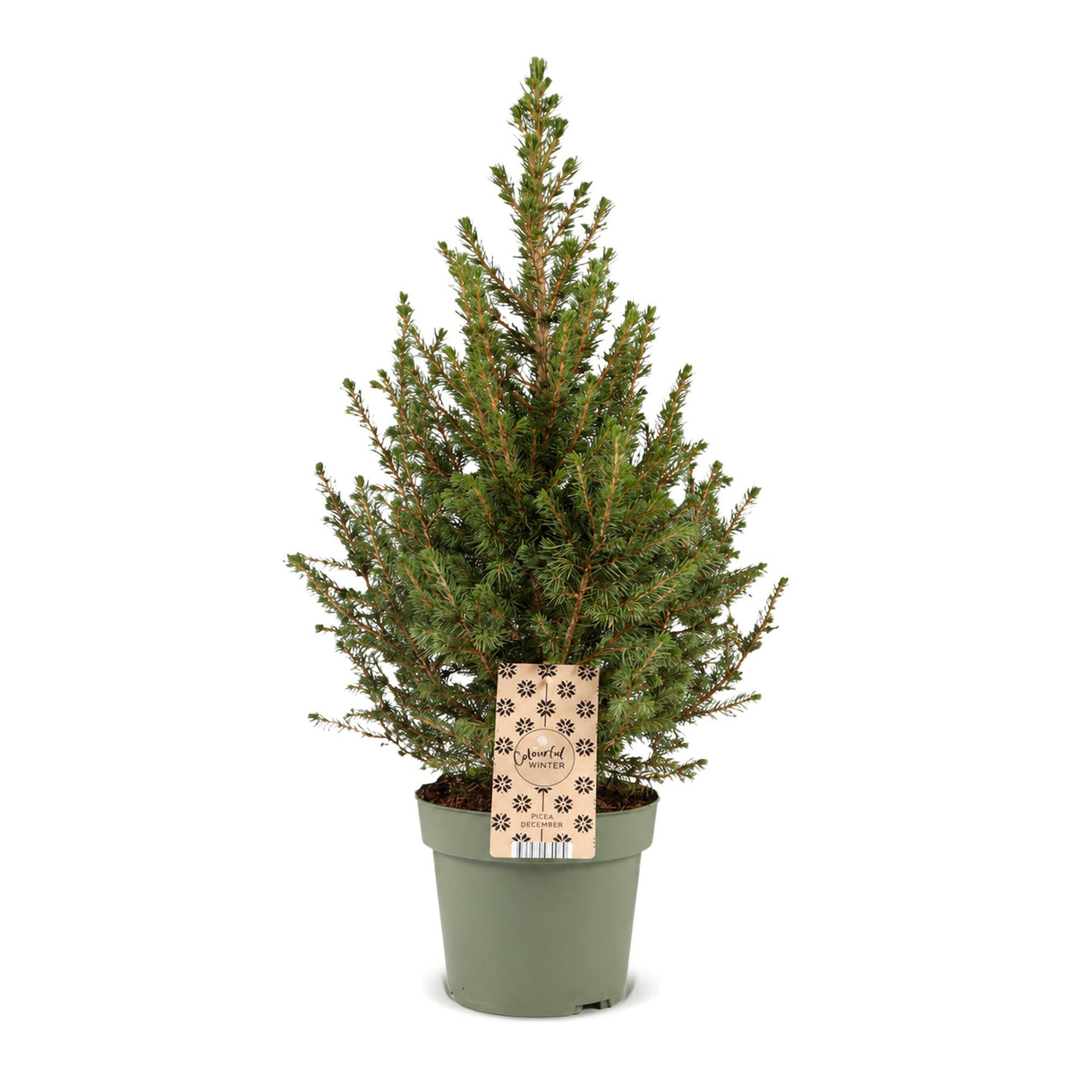 Picea glauca Conica - Dwarf Alberta Spruce - Green - Christmas tree - Ø17cm - ↕65cm