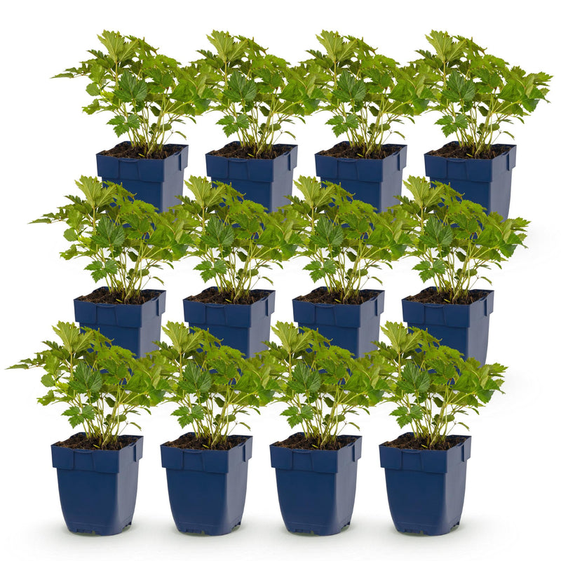 Green boutiQ - Vasteplant - Astilbe chin. Pumila - Pluimspirea - Schaduw - Paars - 12 Planten - Pot 11cm - Hoogte 15-25cm
