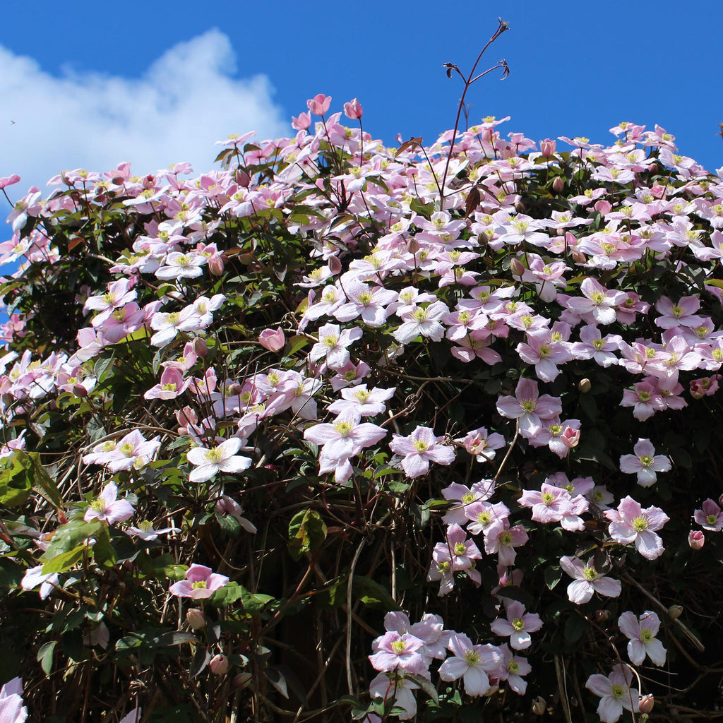 Green boutiQ - Plante grimpante - Clematis montana Rubens - Fleur rose - Floraison précoce - Peu d'entretien - 2 plantes - Pot 11cm Hauteur 40cm