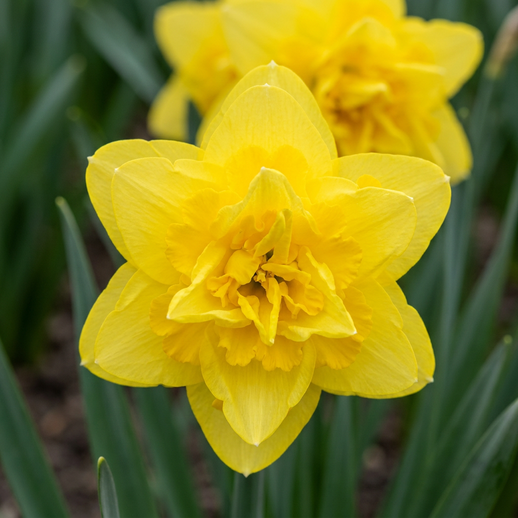 20x Narcissus Golden Ducat - Gevulde gele narcis - Geel - Voorjaarsbloeier - Bolmaat 12/14