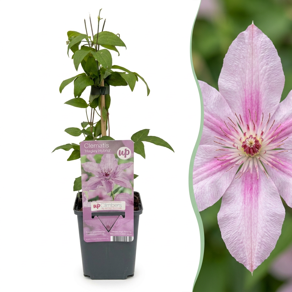 6x Clematis Hagley Hybrid - Bosrank - Roze - Klimplant - Ø9cm - ↕35cm