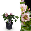 Green boutiQ - Plante de jardin - Rose de Carême - Helleborus orientalis Double Ellen Pink - Fleur rose - 1 Plante - Persistante - Pot 14cm Hauteur 35cm