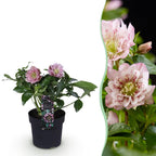 Green boutiQ - Plante de jardin - Rose de Carême - Helleborus orientalis Double Ellen Pink - Fleur rose - 1 Plante - Persistante - Pot 14cm Hauteur 35cm