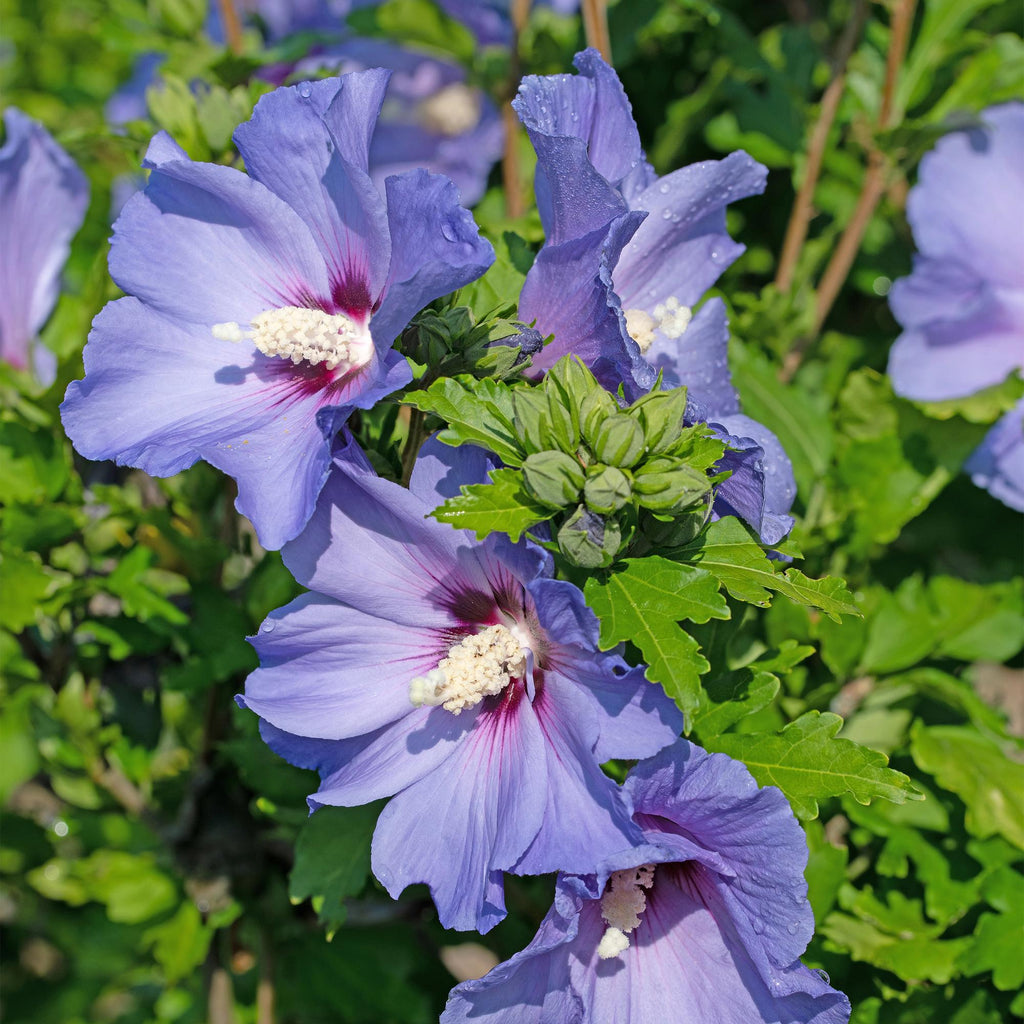 Green boutiQ - Plante de jardin - Hibiscus syriacus Oiseau Bleu - Hibiscus de jardin - Rustique - Bleu - 3 Plantes - Pot 17cm - Hauteur 45cm