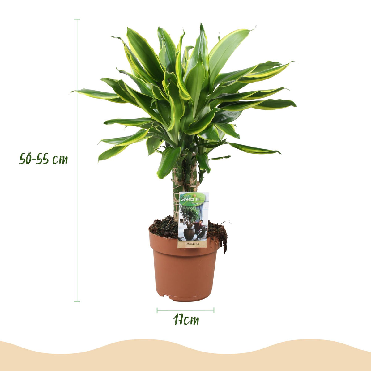 Green BoutiQ - Green is... Plantes d'intérieur - Dracaena fragrans Golden Coast - Dragonnier - Peu d'entretien - Vert - 1 plante - Pot 17cm - Hauteur 50-55cm