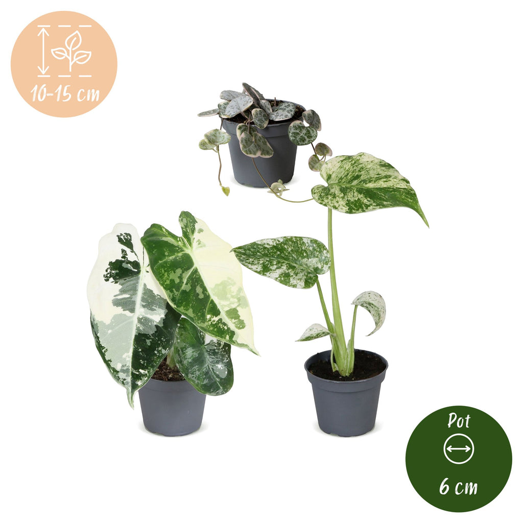 3x Baby Variegata Mix - Various colours - Tropical - Ø6cm - ↕10-15cm