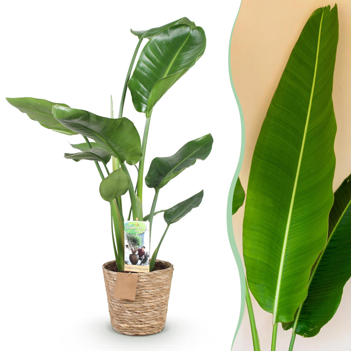 Green BoutiQ - Green is... Plantes d'intérieur - Strelitzia Nicolai - Oiseau du paradis - Peu d'entretien - avec panier - Vert - 1 Plante - Pot 17cm - Hauteur 70-90cm