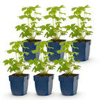 Green boutiQ - Plante vivace - Delphinium Tricolour - Pied-d'alouette - Attire les abeilles et les papillons - Violet - Rose - Blanc - 6 plantes - Pot 11cm - Hauteur 15-25cm