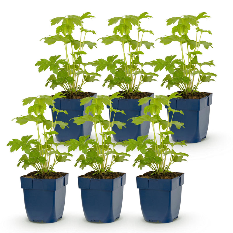 Green boutiQ - Vasteplant - Delphinium Tricolour - Ridderspoor - Bijen- en vlinderlokkers - Paars - Roze - Wit - 6 Planten - Pot 11cm - Hoogte 15-25cm