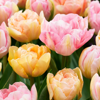 12x Tulipa Peaches & Kisses - Tulp Peaches & Kisses - Diversen - Voorjaarsbloeier - Bolmaat 11/12